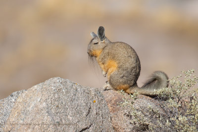 Southern Viscacha - Lagidium viscacia