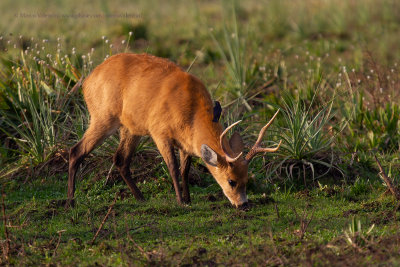 Marsh Deer - Blastocerus dichotomus