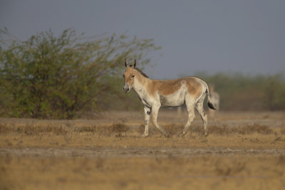 Wild ass - Equus hemionus