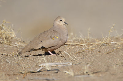 Golden-spotted Ground-dove - Metriopelia aymara