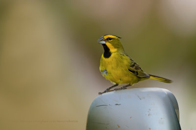 Yellow cardinal - Gubernatrix cristata