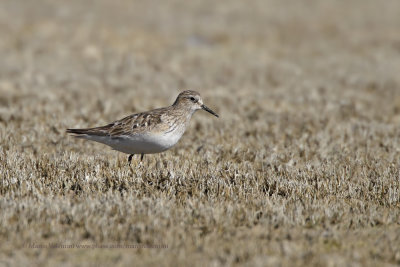 Baird's Sandpiper - Calidris bairdi