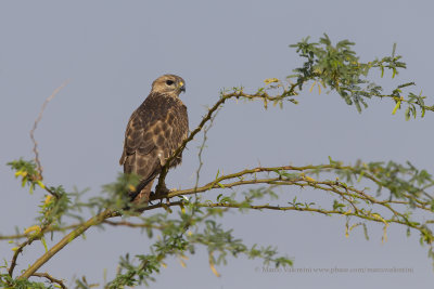 Eurasian buzzard - Buteo buteo
