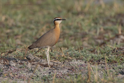 Indian courser - Cursorius coromandelicus