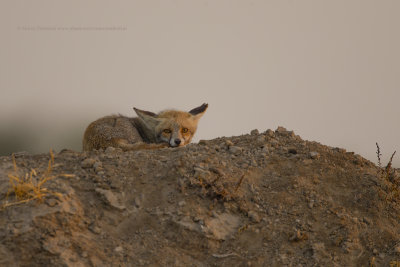 Red fox - Vulpes vulpes