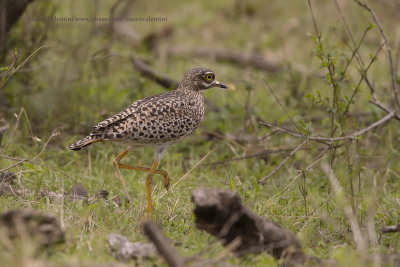 Cape Dikkop - Burhinus capensis