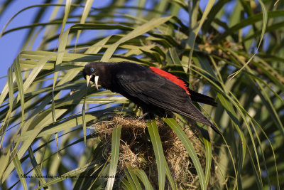 Red-rumped cacique - Cacicus haemorrhous