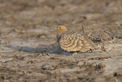 Chestnut-bellied Sandgrouse - Pterocles exustus