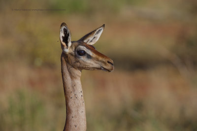 Southern gerenuk - Litocranius walleri