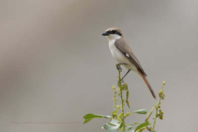 Turkestan shrike - Lanius phoenicuroides