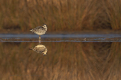 Grey plover - Pluvialis squatarola