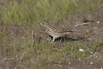 Meadow pipit - Anthus pratensis