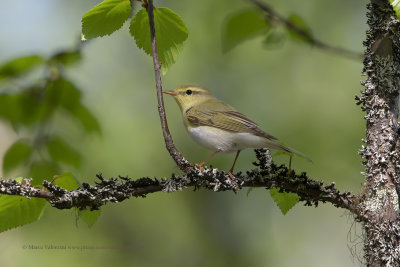 Wood warbler - Phylloscopus sibilatrix