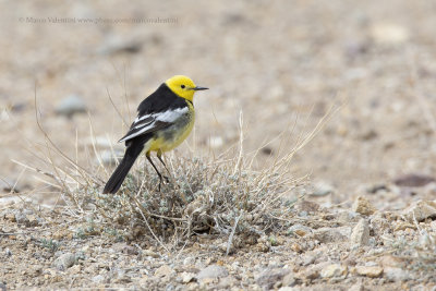 Citrine Wagtail - Motacilla citreola