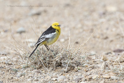 Citrine Wagtail - Motacilla citreola