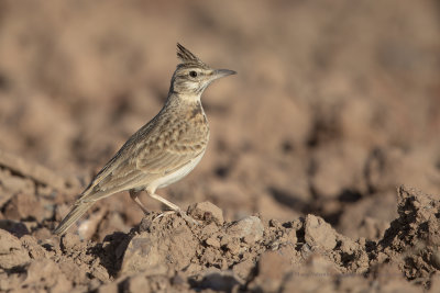 Maghreb lark - Galerida macrorhyncha