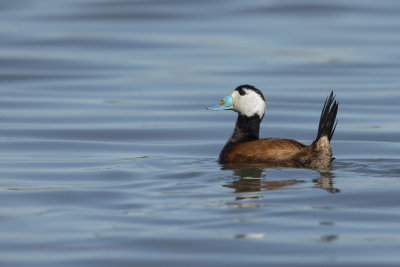 White-headed Duck - Oxyura leucocephala