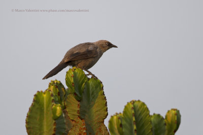 Dusky Babbler - Turdoides tenebrosus