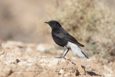 White-crowned Wheatear - Oenanthe leucopyga