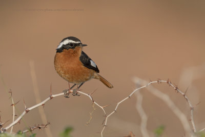 Moussiers Redstart - Phoenicuros moussieri