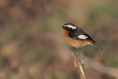 Moussier's Redstart - Phoenicuros moussieri