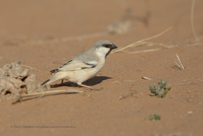 Desert Sparrow - Passer simplex