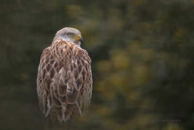 Red kite - Milvus milvus