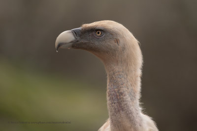 Griffon vulture - Gyps fulvus