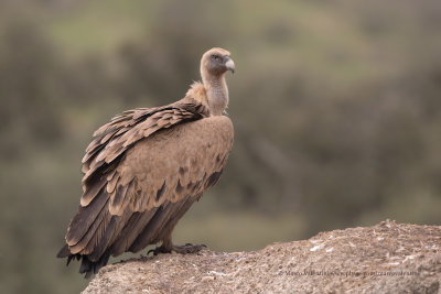 Griffon vulture - Gyps fulvus