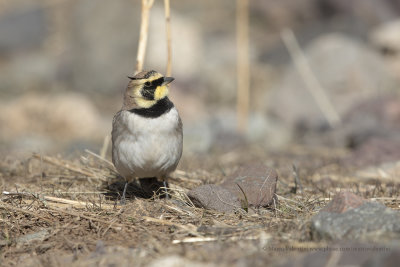 Horned Lark - Eremophila alpestris