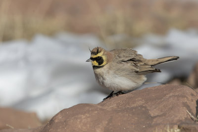 Horned Lark - Eremophila alpestris