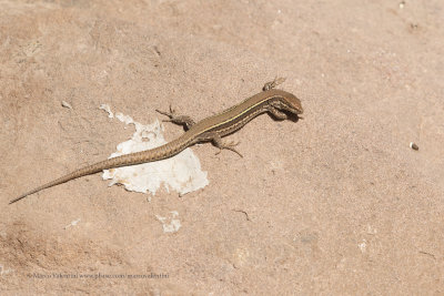 Andalusian Wall Lizard - Podarcis vaucheri