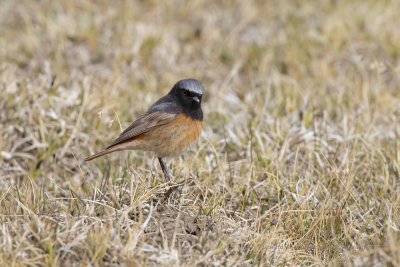 Black redstart - Phoenicurus ochruros