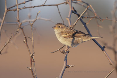 House sparrow - Passer domesticus