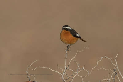 Moussier's Redstart - Phoenicuros moussieri