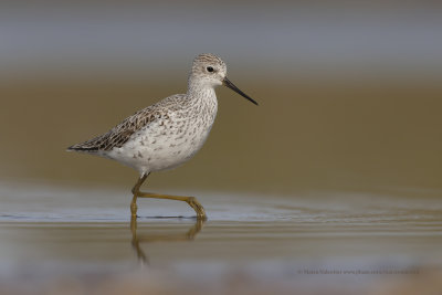 Marsh sandpiper - Tringa stagnatilis