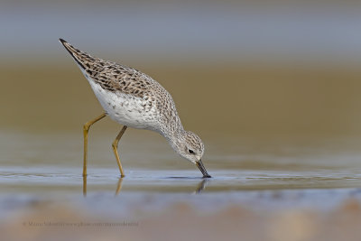 Marsh sandpiper - Tringa stagnatilis