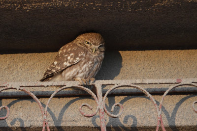 Little Owl - Athene noctua