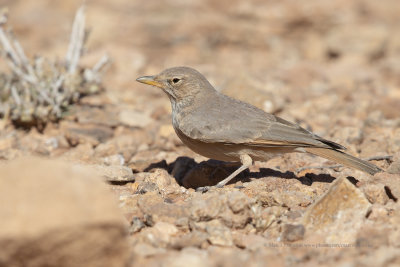 Desert lark - Ammomanes deserti