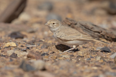 Bar-tailed lark - Ammomanes cinctura