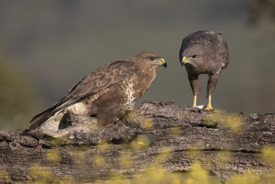 Eurasian buzzard - Buteo buteo