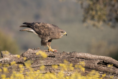 Eurasian buzzard - Buteo buteo