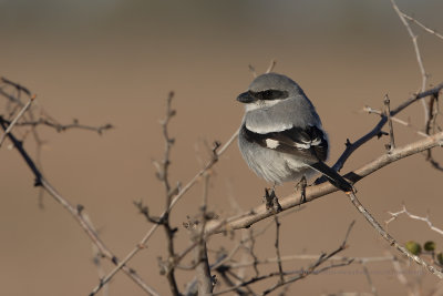 Great Grey Shrike - Lanius excubitor