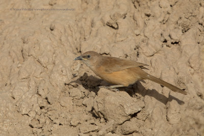 Fulvous babbler - Turdoides fulvus