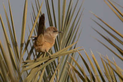 Fulvous babbler - Turdoides fulvus