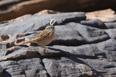 Rock Bunting - Emberiza cia