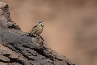 Rock Bunting - Emberiza cia