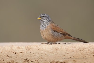 House Bunting - Emberiza sahari