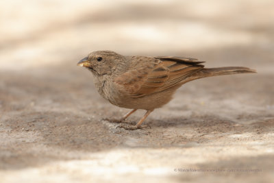 House Bunting - Emberiza sahari