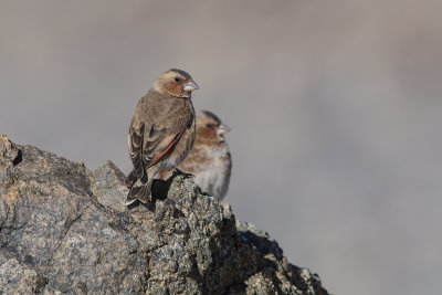 African Crimson-winged Finch - Rhodopechys alienus